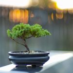 初心者でもできる！基本と種類を知って盆栽を初めてみよう