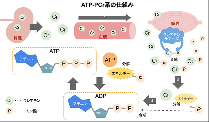 ATP-PCr系の仕組み_イラスト