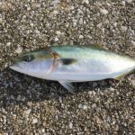 ショアジギングはいろいろ釣れる釣法！楽しみ方を徹底解説